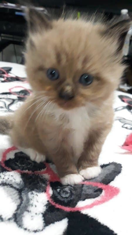 Adopt a rescue cat through PetCurious. . Kittens for sale baltimore
